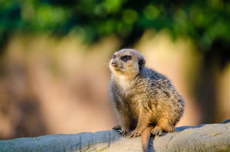 Free Images Landscape Nature Wildlife Africa Mammal Rodent