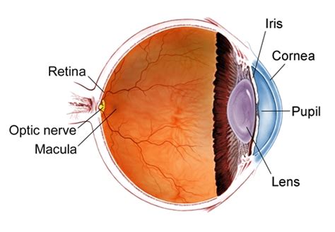 Retinal Diseases The American Society Of Retina Specialists