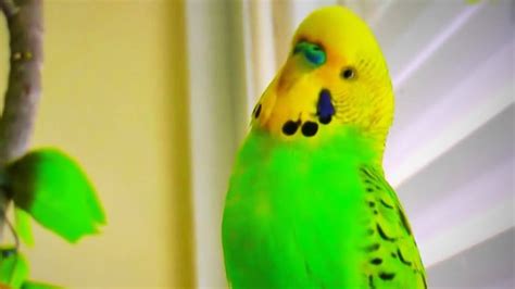 Talking Parrot 🐦cute Bird Talking Funny Pets Youtube
