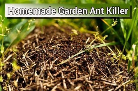 Testing peanut butter and borax as a killer for ants. Homemade Natural Garden Ant Killer - one ingredient only to naturally kill both black ants ...