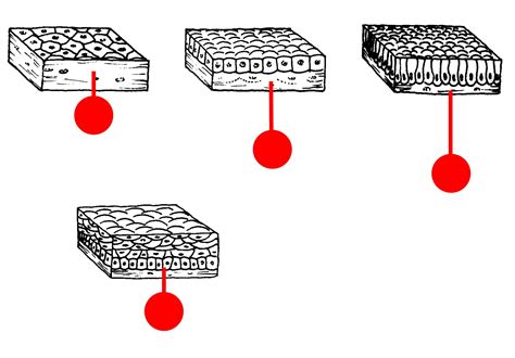 Epithelial Tissue Diagram Unlabeled Tissue Types Anatomy And Physiology My Xxx Hot Girl