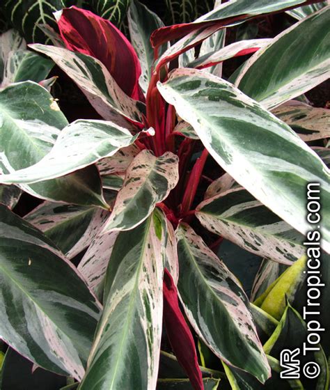 We did not find results for: Stromanthe sp., Never-Never Plant - TopTropicals.com