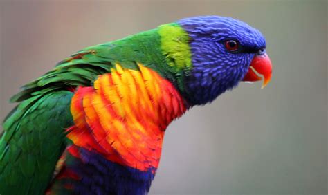 Richard Warings Birds Of Australia Rainbow Lorikeets Melbourne