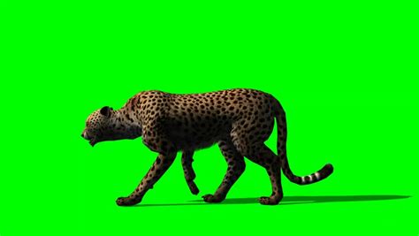 Cheetah Animal Walk Animal Green Screen Video Footage Stock Footage