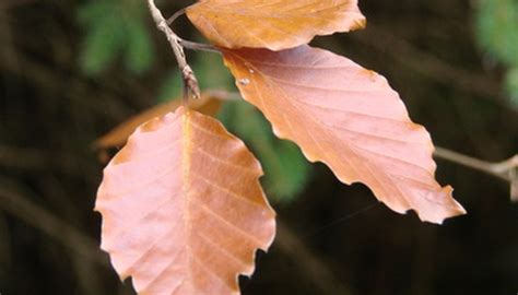 How To Identify Beech Trees Garden Guides