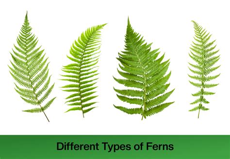 Types Of Ferns To Grow Indoors