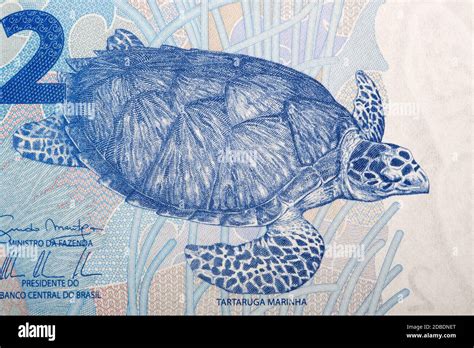 Dollar General Money Turtle