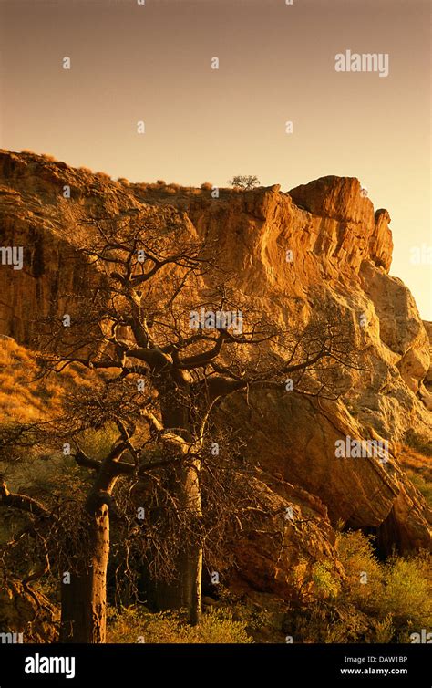 Late Afternoon Scene With Baobab Trees And The Mapungubwe Hill In The