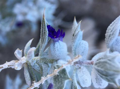 Salvia Funerea Calflora