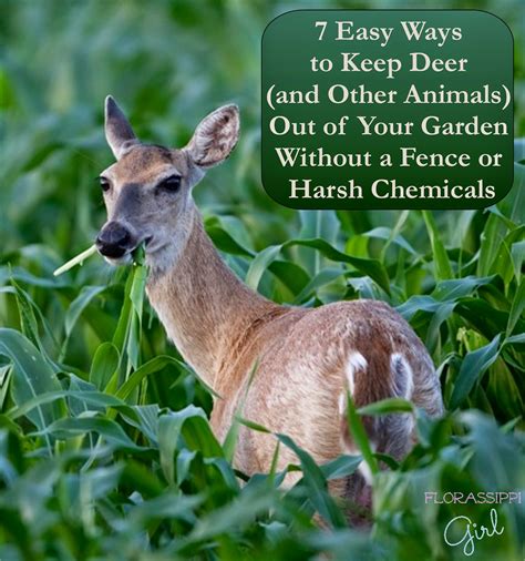 Use sprays to keep deer out. Florassippi Girl: 7 Easy Ways to Keep Deer (and Other ...