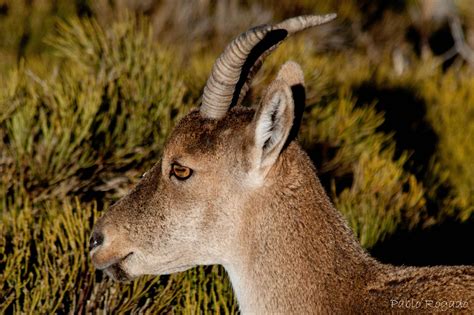 Recuerde que los animales herbívoros son aquellos que se alimentan principalmente de plantas o algas , no solo en el pasto. imagenes de animales carnivoros y herbivoros