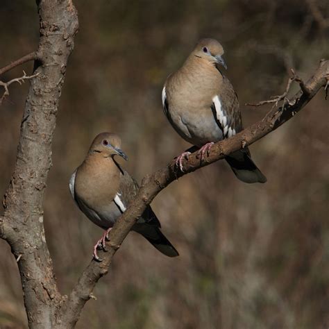 In Sync White Winged Doves White Winged Dove Pair In Nearly