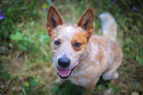 Red Heeler Breed Info Can You Handle This Canine Cowboy