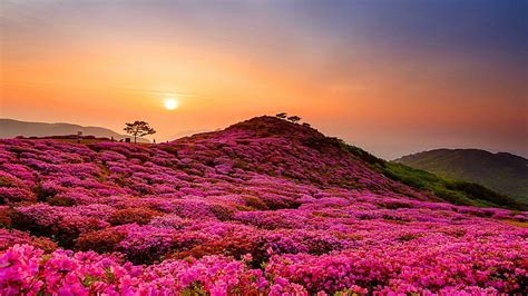 Hd Wallpaper Field Flowers Hills Japan The Bushes National