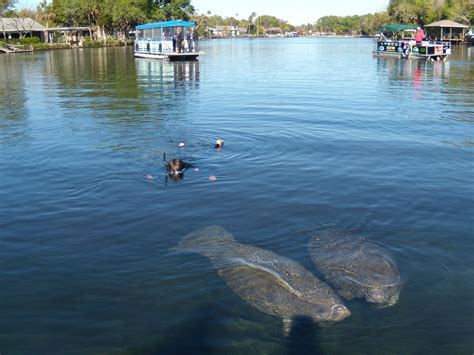 Swimming With The Manatees At Homosassa Springs Florida Homosassa