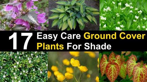 Claire Dalgety Perennial Flowering Ground Cover Shade The Top 12