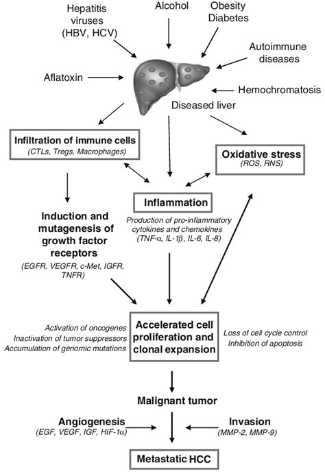 Potential Cellular And Molecular Mechanisms Triggered By Various Risk