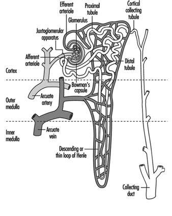 Galectin 3 is a member of the multifunctional galectin family, which is ubiquitously expressed in the heart, the kidney, blood vessels, and macrophages and plays a role in tissue fibrosis, immunity, and the inflammatory response. 8. Renal-Urinary System