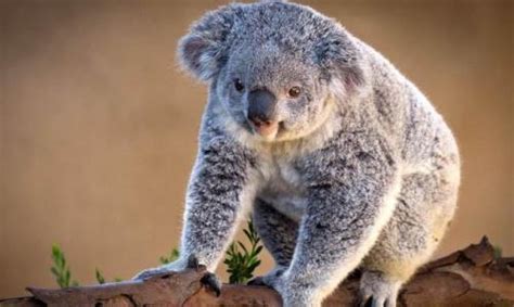 Lovely Koala Wander Lord