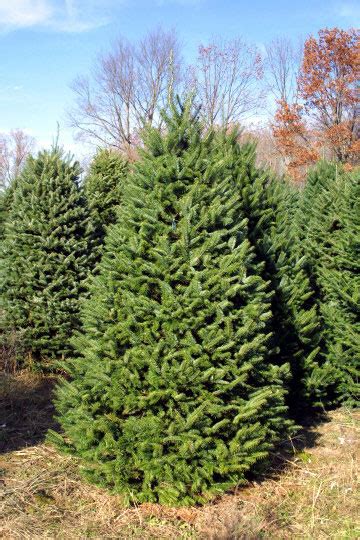 This page is about the various possible meanings of the acronym, abbreviation, shorthand or slang term: The amazing life of Christmas trees -Part II | Passion in Food and Field