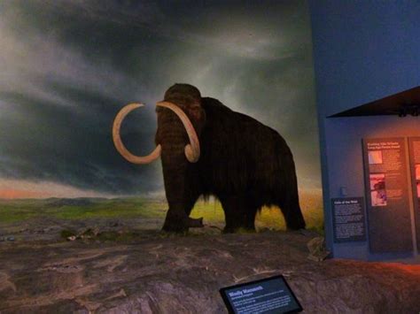 Woolly Mammoth Diorama Picture Of Royal Bc Museum Victoria Tripadvisor