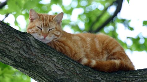 Orange Tabby Cat Lying On Brown Tree Trunk Hd Wallpaper Wallpaper Flare
