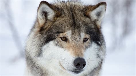 If you're in search of the best wolf wallpapers, you've come to the right place. animals, Wolf, Snow Wallpapers HD / Desktop and Mobile Backgrounds