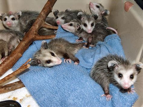 What Does A Baby Opossum Look Like Waldens Puddle
