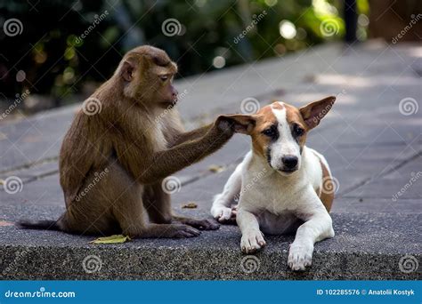 A Female Monkey Fondly Cuddles A Puppy At A Shop In The Bangladeshi