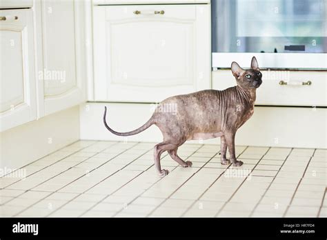Pregnant Sphynx Cat Standing On Kitchen Tile Floor And Looking Away