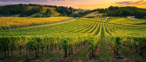 Italy Wine Map Wine Paths