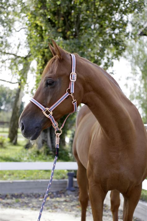 Residential and commercial pest control. Halter Cora - Halters and Tethers - Head-Collars - Halter ...
