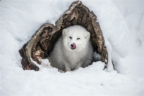 Arctic Fox In Log Photograph By Kelly Walkotten Pixels