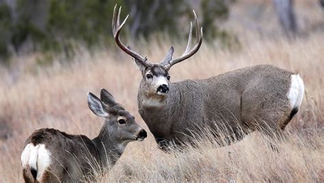 4 Killer Tactic For Hunting The Mule Deer Rut Field And Stream