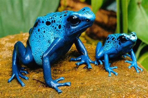Blue Frogs Poisonous Animals Poison Dart Frogs Dart Frog