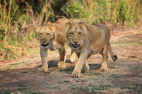 A Pair Of Lions In Zimbabwe Stock Image Image Of Zimbabwe Safari