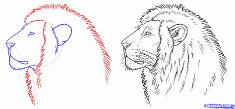 Comment dessiner un lion étape par étape téléchargez des cliparts