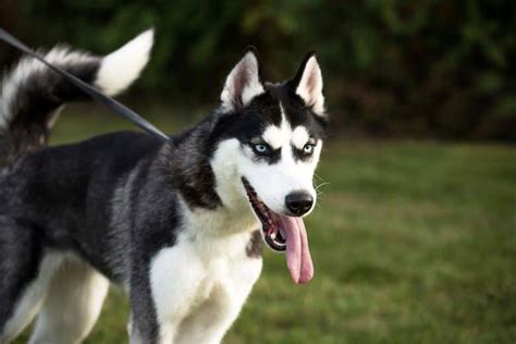 35 Of The Best Husky Mixes You Need To Meet K9 Web