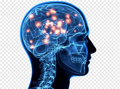 Sistema Nervioso Humano Anatomia Del Cerebro Humano Sistema Nervioso