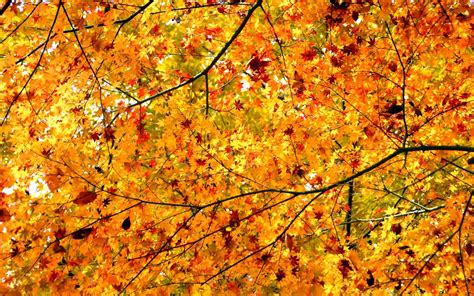 Daily Wallpaper Autumn Maple Trees I Like To Waste My Time