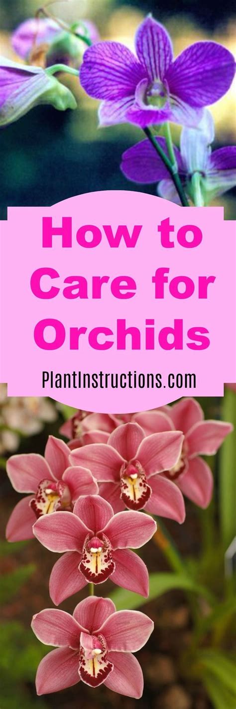 How To Care For Orchids 1000 Orchid Care Orchids Orchid Plants