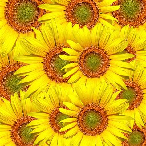 Sunflowers Background Wallpaper Free Stock Photo Public Domain Pictures