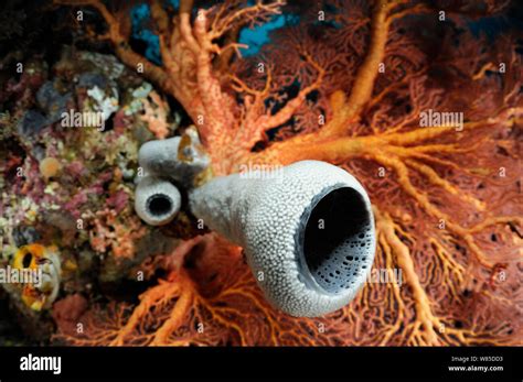 Tube Sponge Cribrochalina Sp And Coral Raja Ampat West Papua