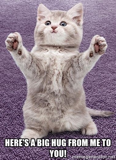 Image Result For Big Hugs Meme Funny Animal Pictures Cat Hug Animal