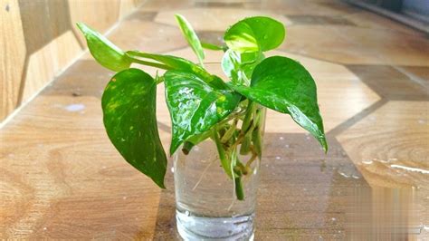 Grow Money Plant From Single Leaf How To Grow Money Plant Easily At