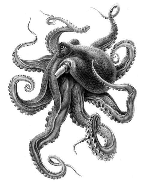Image Result For Realistic Octopus Drawing Octopus Tattoos Octopus