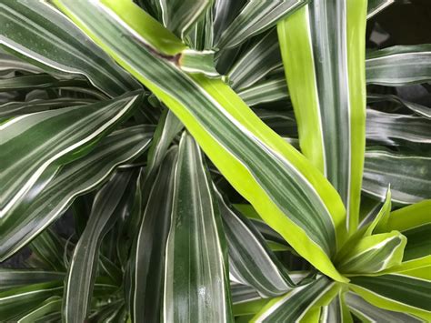 Care Guide For Dracaena Deremensis Janet Craig Lemon And Lime