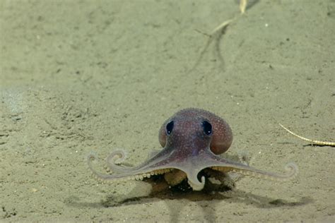 Gallery Cutest Creatures From Deep Sea Canyons Live Science
