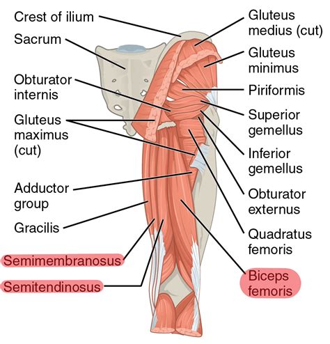 Leg Muscle Diagram Posterior Muscles Advanced Anatomy 2nd Ed A