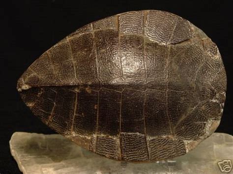 Rare Fossil Turtle Shell Prehistoric Collectible Museum